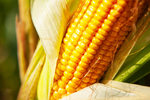 istock Corn, close-up of corn kernels on the cob, on the field. 1583109079