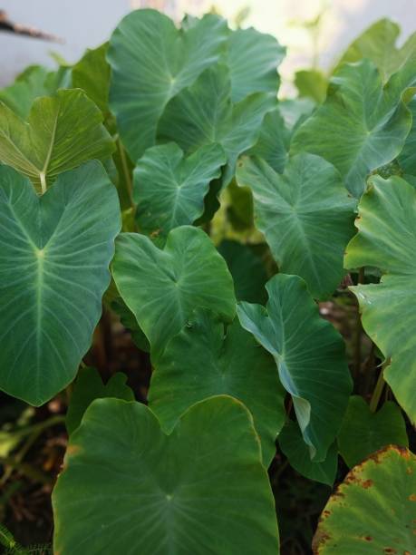 istock Green Taro Leaf on Tropical Garden 1583116683