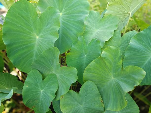 istock Green Taro Leaf on Tropical Garden 1583116834