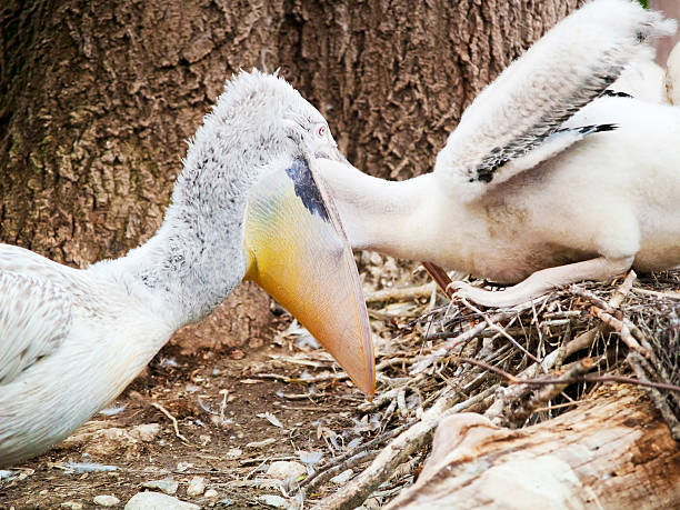 istock Pelican feeding its baby 158311979
