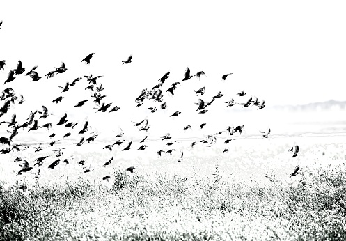 Starling murmuration black and white image