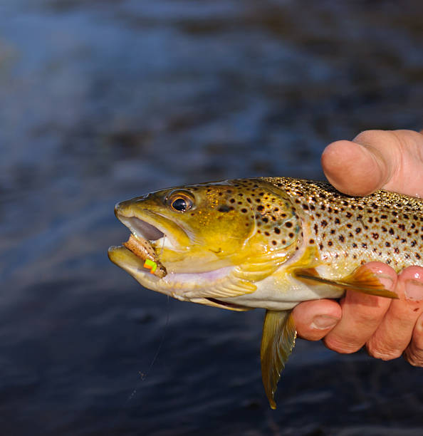 istock Fly Fishing Montana 158312861