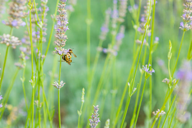 July lavender blooming in Spain