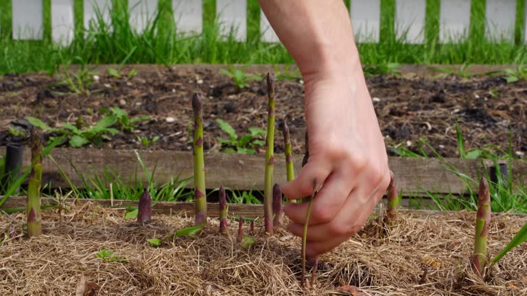 Harvesting asparagus in the home garden close-up. A dietary delicacy vegetable grows in a garden bed on a sunny summer day. Hand tearing asparagus