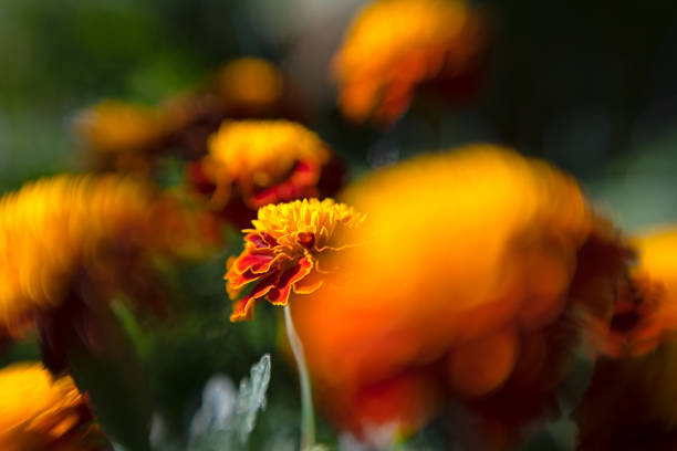 A single marigold surrounded by a halo of glowing marigolds