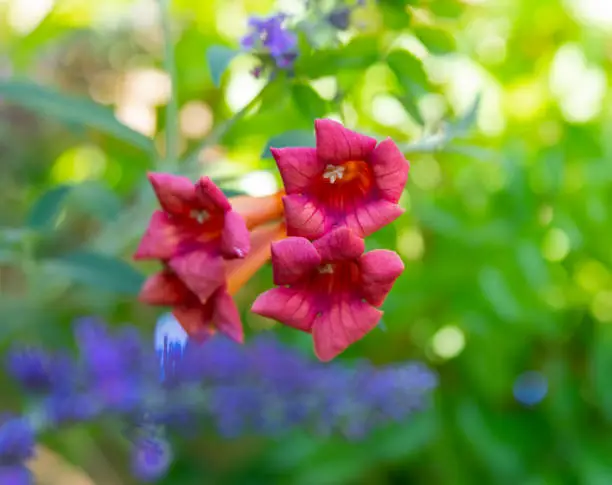 Trumpet Vine flowers with a colorful background