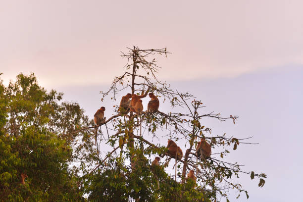 Proboscis Monkey Clan Sitting In a Tree-Top At Twilight stock photo