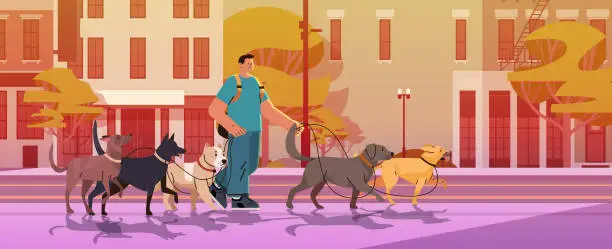 Vector illustration of man dog handler walks with pets in urban park best friends domestic animals walking service volunteering pet care