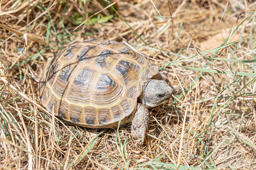 a desert tortoise looking head on