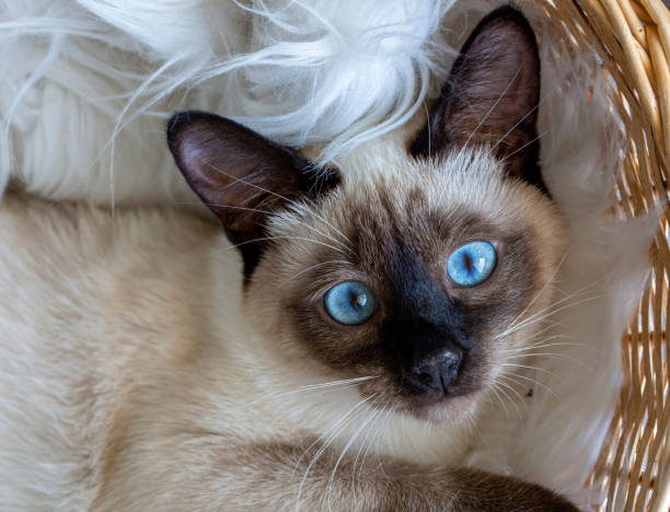 istock Cute kitten siamese cat indoor 1583154231