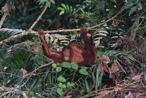 Bornean Orangutan, Pongo pygmaeus, hanging from a tree limb in the Sepilok Forest Reserve, Sabah, Malaysia