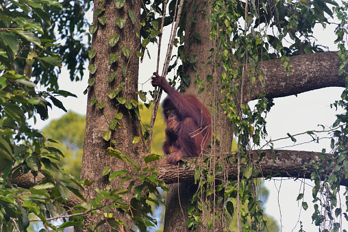 Bornean Orangutan, Pongo pygmaeus, sitting in  a tree limb in the Sepilok Forest Reserve, Sabah, Malaysia