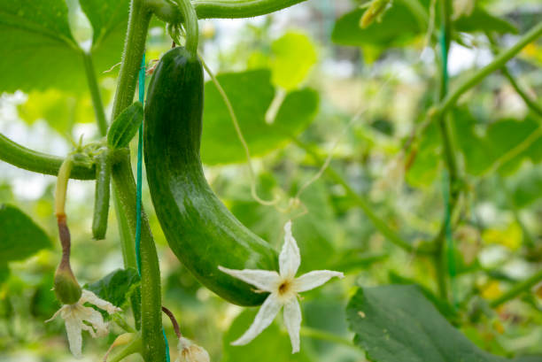 istock Green cucumber growing in field vegetable for harvesting. 1583163101
