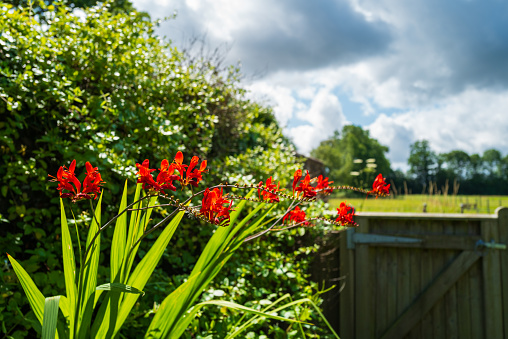 Shallow focus of vivid red flowers seen growing in a private garden. A horse paddock is in the distance.