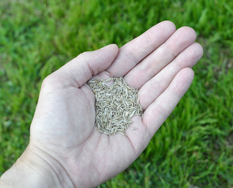 Closeup of a man's hand holding grass seed above fresh grass on a lawn.