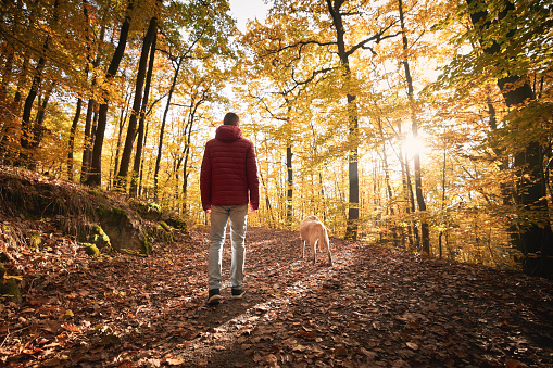 Man with dog in autumn forest on sunny day. Rear view of pet owner during walk with his yellow labrador retriever.