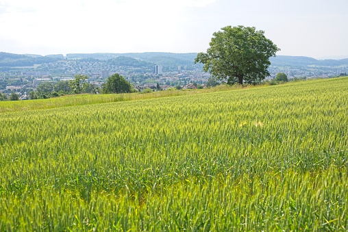 landscape near loerrach in southern germany