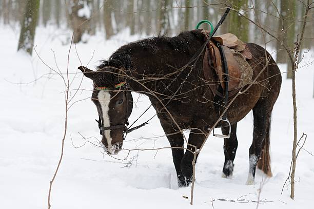 istock Horse in the winter forest 158317856