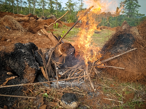 burning coconut tree trunks