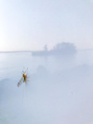 Mayfly on white surface with reflection of small island and river during summer day