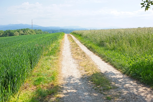 green nature landscapes in southern germany in summer