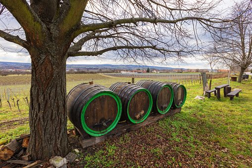 Four large, wooden barrels leaning against a tree. In the background a wooden table with benches and a vineyard