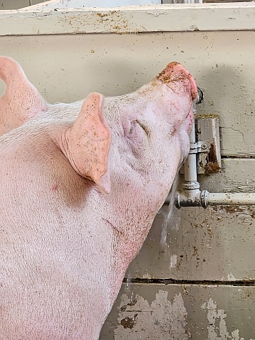 Close-up of a pig drinking from a barn faucet