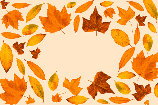 Simple natural autumn theme pattern or wallpaper made with leaves in autumnal colours.Fall or winter high quality photo composition on light pink or white background with message copy space card note.