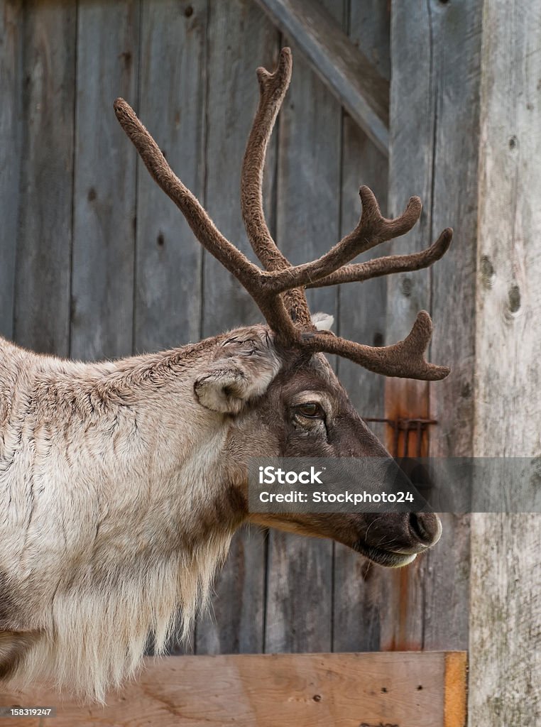 Caribou head with nice antler Caribou head with nice antler, close up a Animal Stock Photo