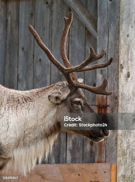 Caribou Head With Nice Antler Stock Photo - Download Image Now - Animal, Animal Body Part, Animal Head