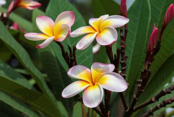 istock African Plumeria flowers on a tree 1583196313