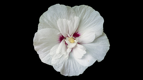 Syrian ketmia white with deep red centre rose of Sharon 'China Chiffon' flower isolated on black.