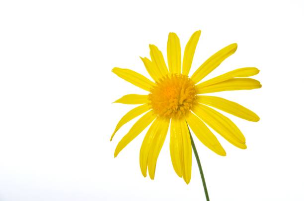 istock savannah daisies on a white background 1583203397
