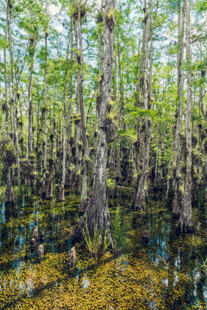 istock Everglades National Park 1583206668