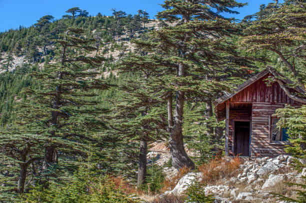 istock Wooden hut in the Taurus cedar forest 1583206826