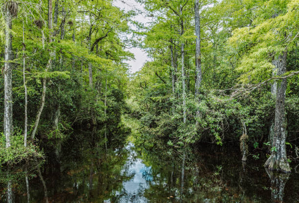 istock Everglades National Park 1583207722