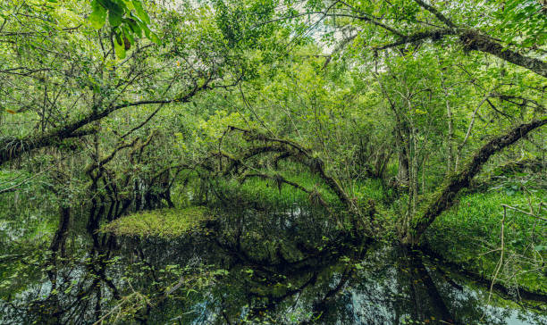 istock Everglades National Park 1583208009