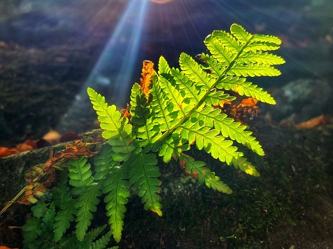 A make fern plant in the woodland with the suns rays shining through.