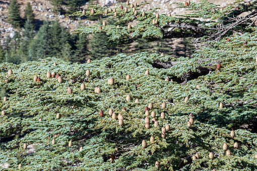 Cedar of Lebanon forest in Çığlıkara Nature Reserve or Prof. Dr. Sıtkı Evcimen nature protection forest. Latin: Cedrus libani A. Rich. or Turkish: Taurus cedar.
