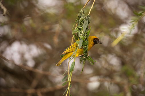 Weaver bird building a nest. Africa, Safari