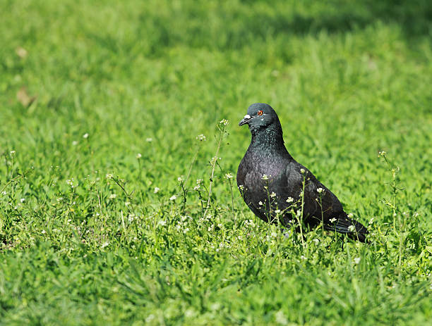 Pigeon on a green grass stock photo