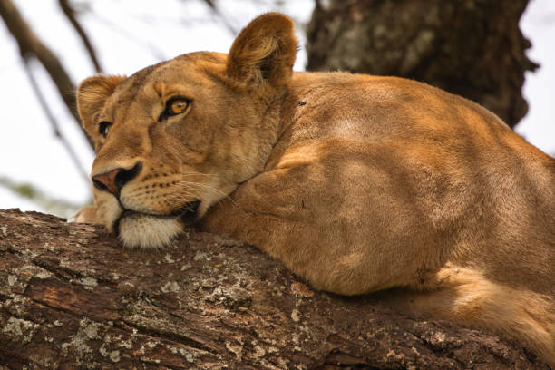istock Lioness sleeps and dozes on the burrow 1583230981