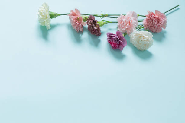 istock carnation flowers on green paper  background 1583237060