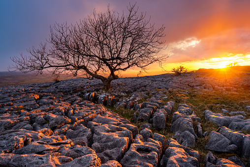 A lone tree on a limestone pavement at Twistleton Scar with a beautiful sunset in the background. As the sun reached the horizon, it produced some beautiful golden light onto the landscape of The Yorkshire Dales!