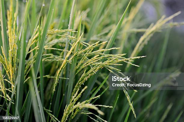 Paddy Rice Field Stock Photo - Download Image Now - Agricultural Field, Agriculture, Asia
