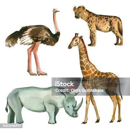 istock A set of watercolor illustrations. Animals of Africa manually hand -drawn watercolor ostrich, rhino, giraffe, hyena on a white background. Suitable for printing on fabric, paper, for magazines, books 1583246997