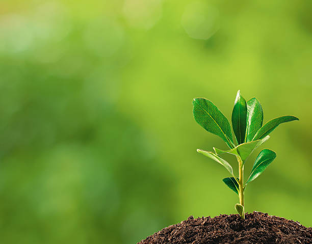 istock Small plant on pile of soil 158325069