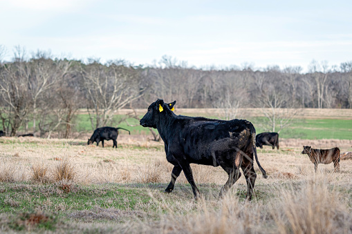 Angus crossbred heifer walks away with her ears pinned back in an early spring pasture.