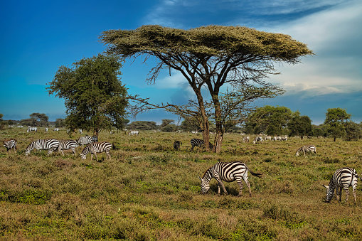 Group of zebras grazing in the savanna. Africa, Safari