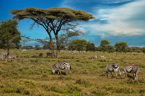 Group of zebras grazing in the savanna. Africa, Safari